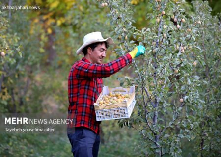 تصاویر برداشت پر رونق آلو از باغات روستای حیدره قاضی خان همدان