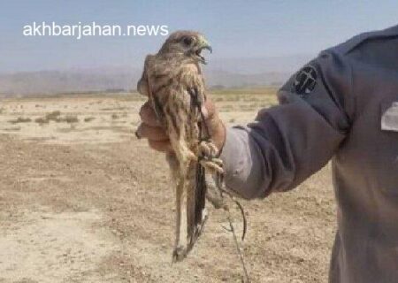 پرندگان زنده‌گیری شده در هرمزگان به آغوش طبیعت بازگشتند
