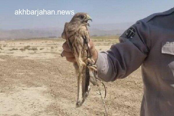 پرندگان زندهگیری شده در هرمزگان به آغوش طبیعت بازگشتند