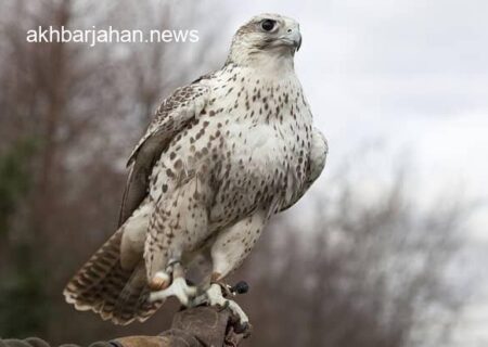درمان پرندگان کمیاب در بوشهر، خبر خوب فرمانده یگان حفاظت محیط زیست