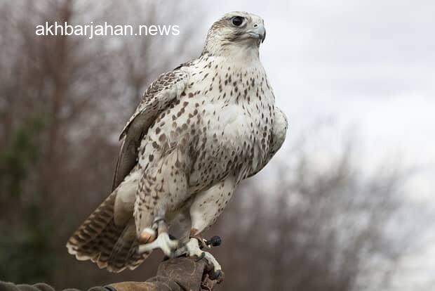 درمان پرندگان کمیاب در بوشهر، خبر خوب فرمانده یگان حفاظت محیط زیست