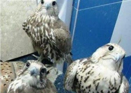 کشف 3 پرنده شکاری نادر در دشتستان