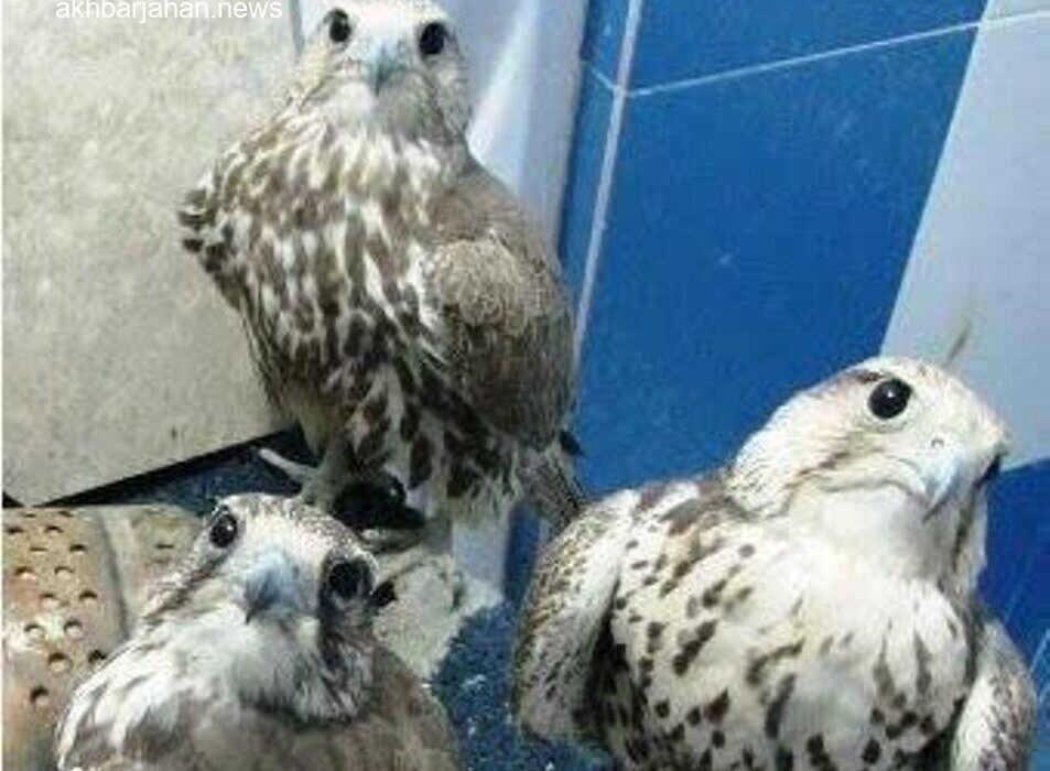 کشف 3 پرنده شکاری نادر در دشتستان