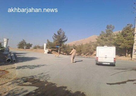 آغاز اجرای طرح جمع‌آوری سگ‌های بدون صاحب در 3 بوستان جنگلی تهران