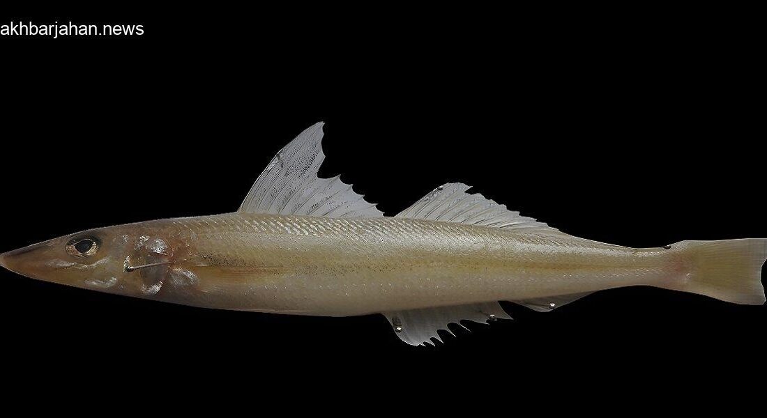ثبت جهانی گونه جدید ماهی کشف شد