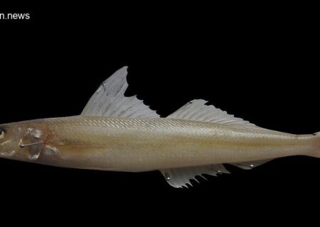 ثبت جهانی گونه جدید ماهی کشف شد