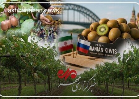 کیوی گیلان: بررسی جایگاه ویژه این محصول از بازار ایران تا صادرات بین‌المللی