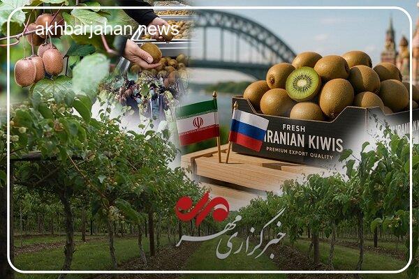 کیوی گیلان: بررسی جایگاه ویژه این محصول از بازار ایران تا صادرات بینالمللی