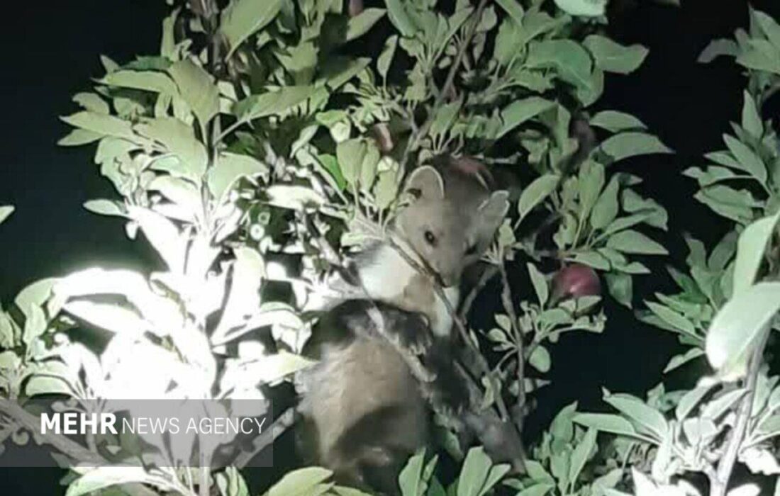 مشاهده گونه نادر «سمور سنگی» در منطقه سمیرم