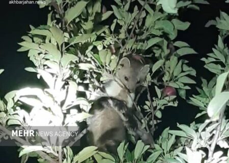 مشاهده گونه نادر «سمور سنگی» در منطقه سمیرم