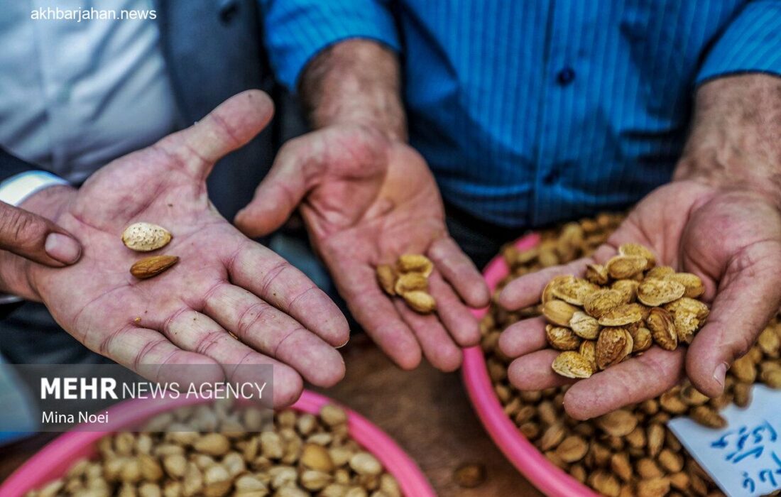 نادری خبر داد: آذربایجان شرقی در جایگاه پنجم تولید بادام کشور ایستاد
