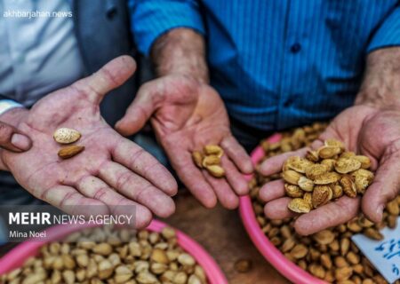 نادری خبر داد: آذربایجان شرقی در جایگاه پنجم تولید بادام کشور ایستاد