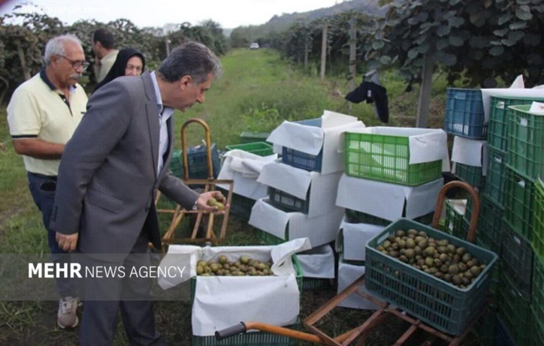 تولید سالانه ۴۵ هزار تن کیوی در رودسر به گفته مرادی