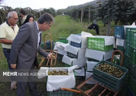 تولید سالانه ۴۵ هزار تن کیوی در رودسر به گفته مرادی