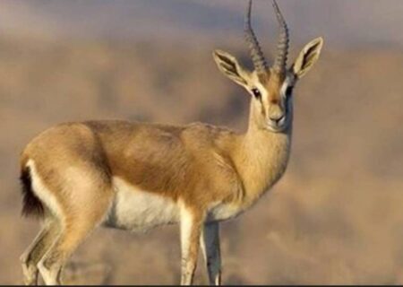 تلاش موفقیت‌آمیز برای احیای آهوی جبیر در بوشهر