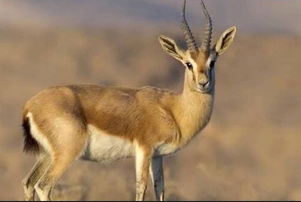 تلاش موفقیت‌آمیز برای احیای آهوی جبیر در بوشهر