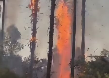 ۷ درخت نخل تزئینی در چشمه بلقیس چرام طعمه حریق شد