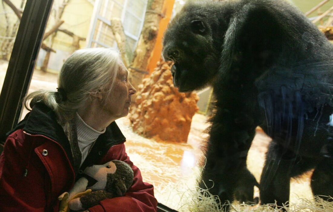 خبر تلخ: جین گودال، بانوی شامپانزهها، درگذشت