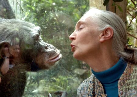 جین گودال، فعال محیط زیست و جانورشناس مشهور درگذشت