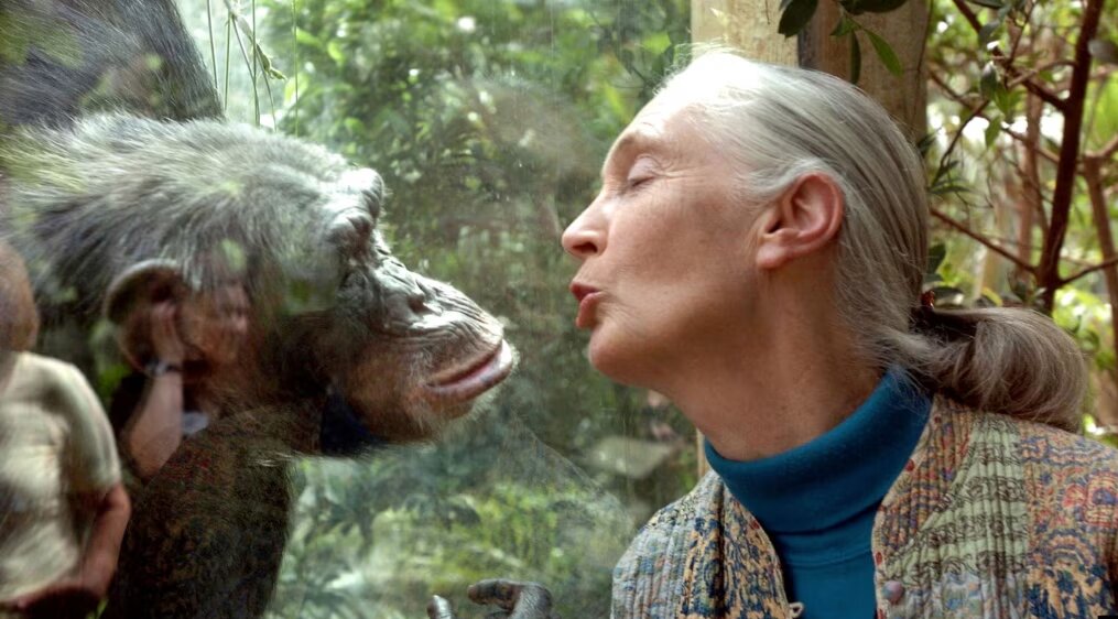 جین گودال، فعال محیط زیست و جانورشناس مشهور درگذشت