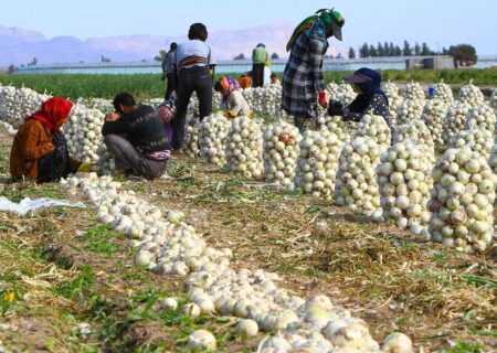 پایان برداشت پیاز از ۵۴۲ هکتار اراضی کشاورزی شاهرود