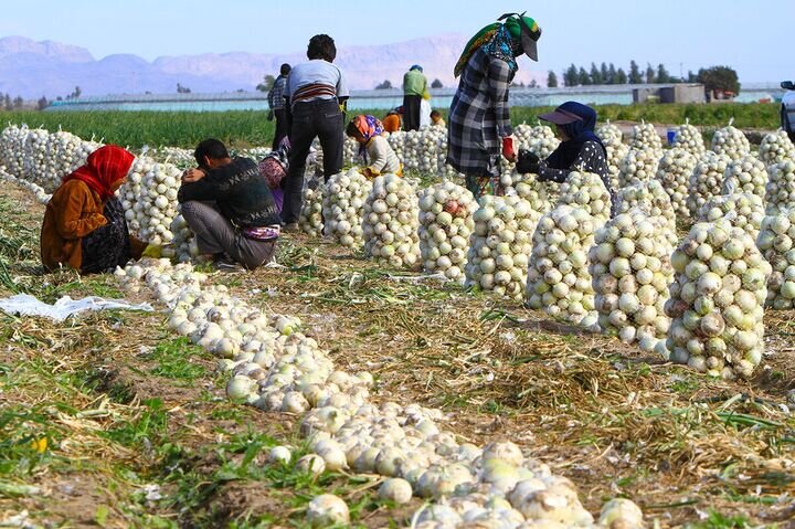 پایان برداشت پیاز از ۵۴۲ هکتار اراضی کشاورزی شاهرود