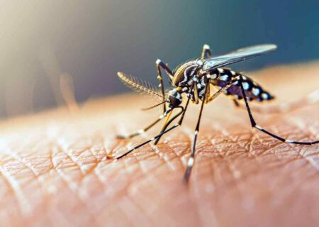 خطر جدی در هرمزگان؛ هجوم پشه‌های آئدس!