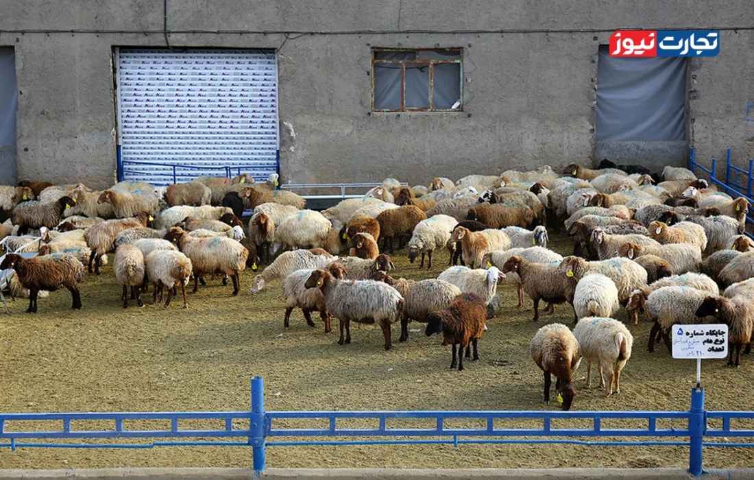 قیمت دام زنده امروز ۸ آبان 1404 + جدول