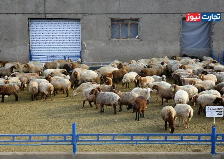 قیمت دام زنده امروز ۸ آبان 1404 + جدول