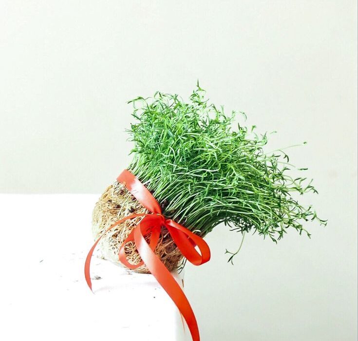 تعبیر خواب سیزدهبدر