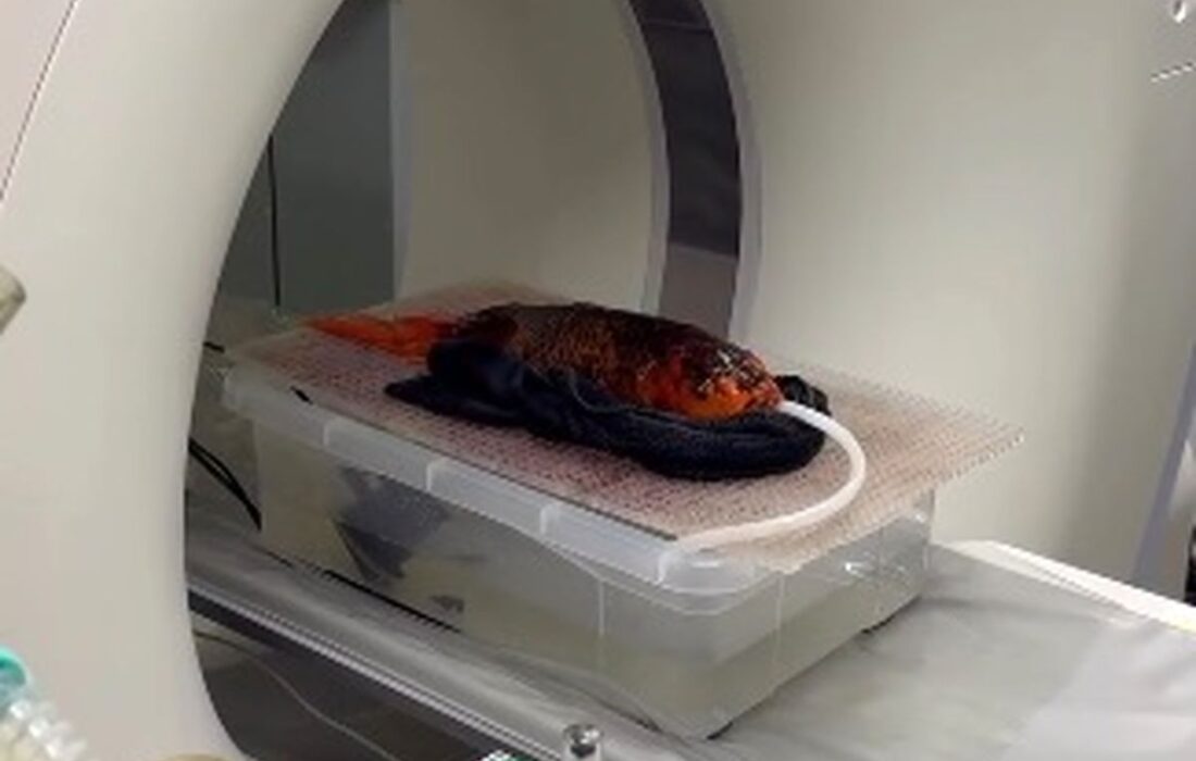 پشت پرده سیتیاسکن جنجالی یک ماهی: روایتی خواندنی