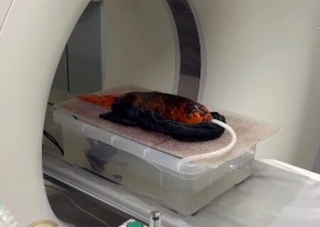 پشت پرده سی‌تی‌اسکن جنجالی یک ماهی: روایتی خواندنی