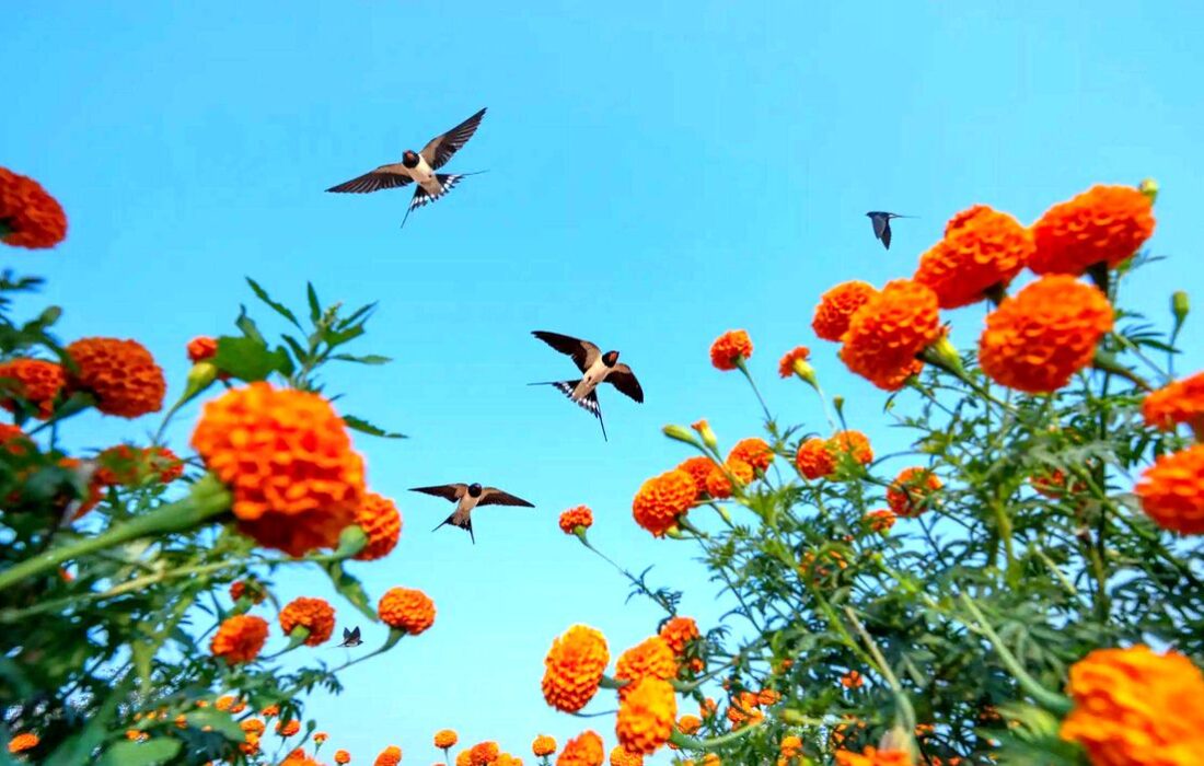 جلوههای تماشایی از پرندگان در مسابقه عکاسی پرندگان ۲۰۲۵؛ معرفی برندگان