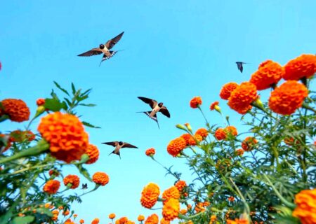 جلوه‌های تماشایی از پرندگان در مسابقه عکاسی پرندگان ۲۰۲۵؛ معرفی برندگان