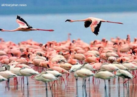 بازگشت باشکوه فلامینگوها به تالاب میانکاله