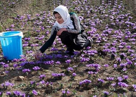 وقتی طلای سرخ ایران با نام اسپانیا به فروش می‌رسد!