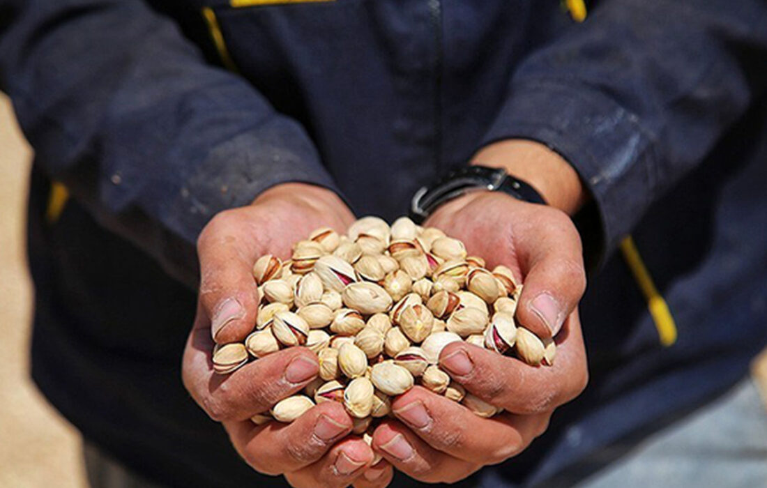 آغاز فصل برداشت پسته در خراسان شمالی
