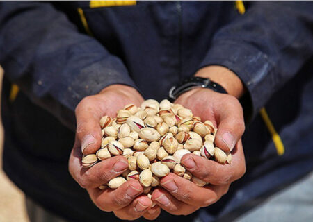 آغاز فصل برداشت پسته در خراسان شمالی