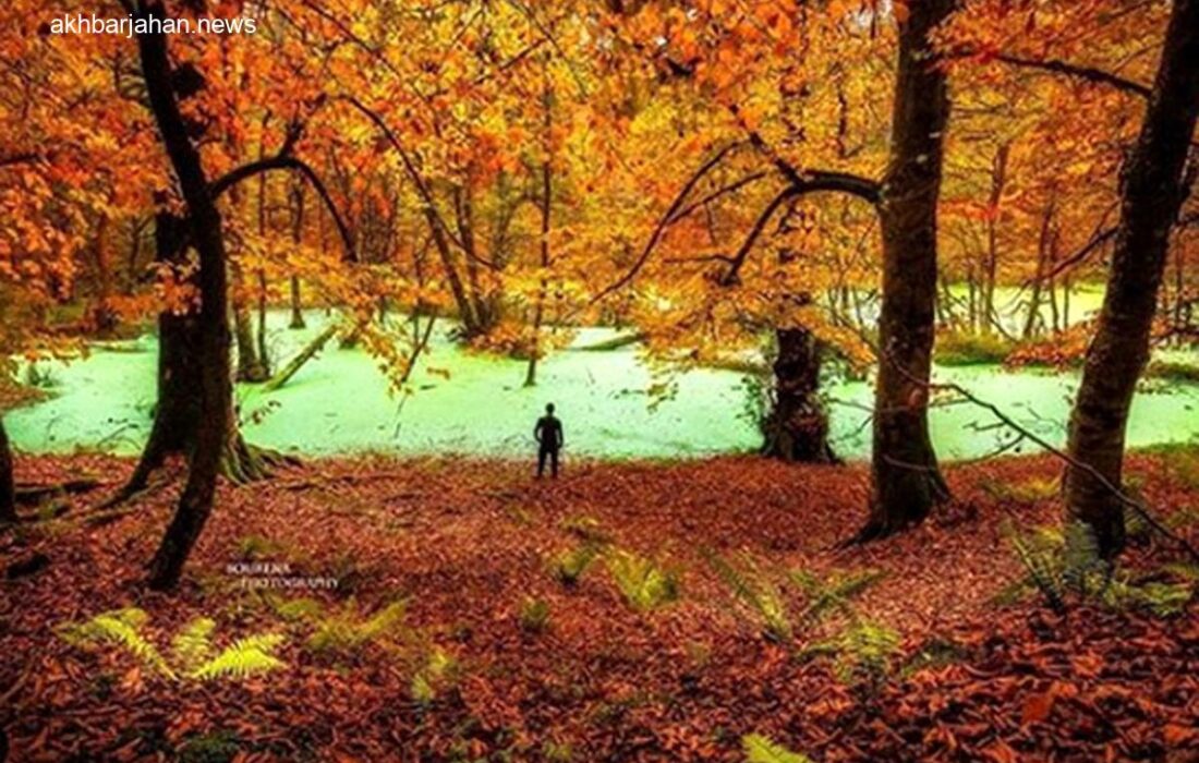 دیوک، مردابی شگفت‌انگیز در مرز خیال و واقعیت