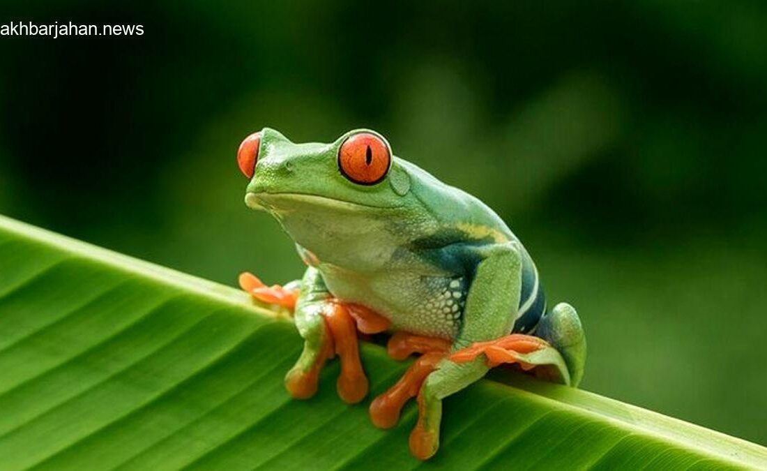 بلعیدن 8 قورباغه زنده، سرنوشت زن را تغییر داد