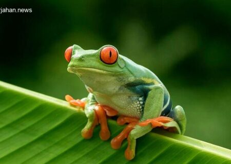 بلعیدن 8 قورباغه زنده، سرنوشت زن را تغییر داد