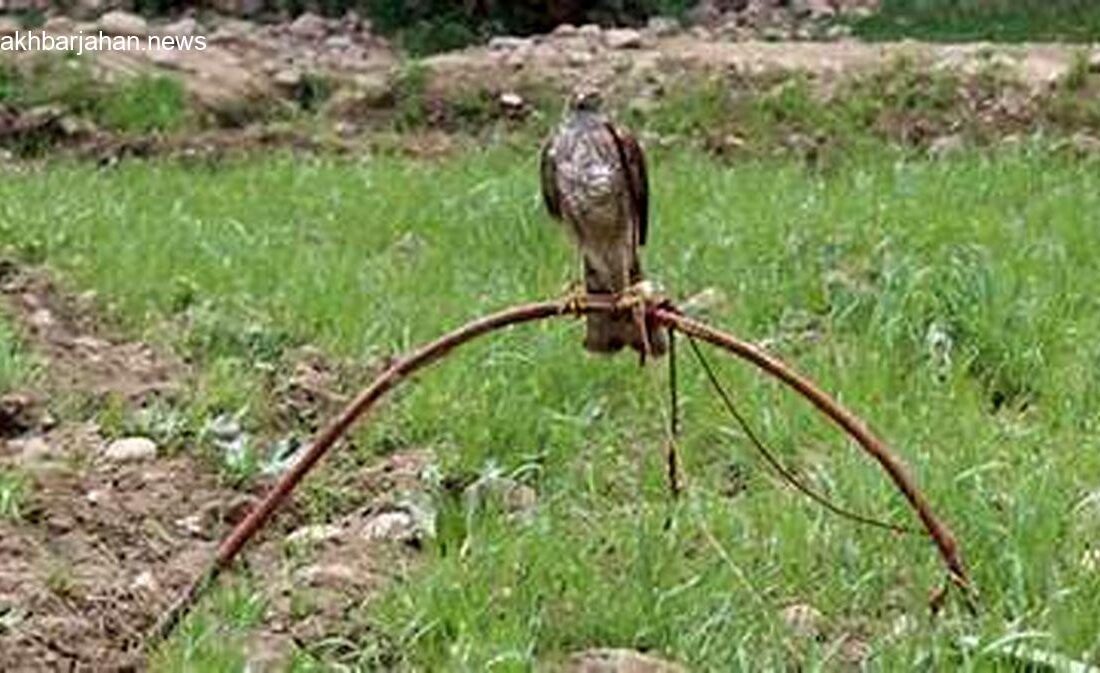 دستگیری شکارچیان پرندگان شکاری در هرمزگان