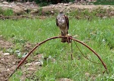 دستگیری شکارچیان پرندگان شکاری در هرمزگان