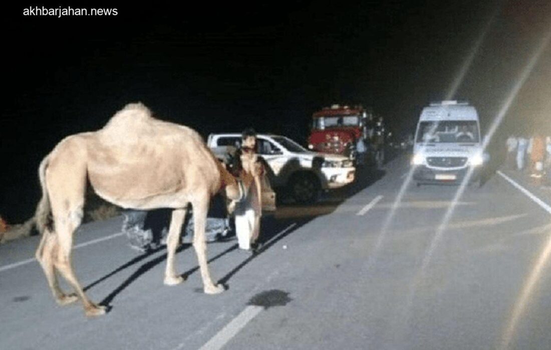 شترهای ولگرد، عامل دومین حادثه مرگبار در جاده‌های شرقی هرمزگان