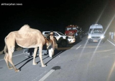 شترهای ولگرد، عامل دومین حادثه مرگبار در جاده‌های شرقی هرمزگان