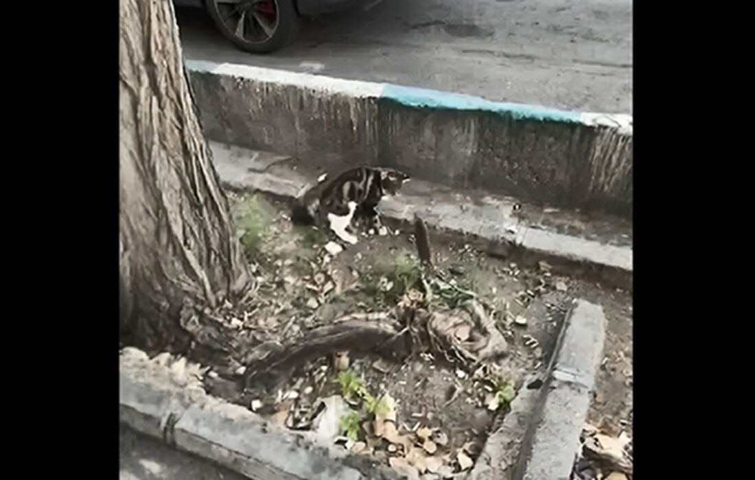 کنایه آذری جهرمی به وضعیت نابسامان شهر با شوخی «موشهای شهر»