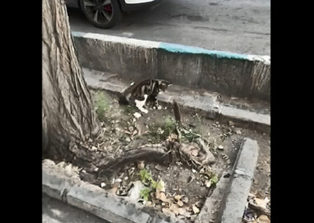 کنایه آذری جهرمی به وضعیت نابسامان شهر با شوخی «موش‌های شهر»