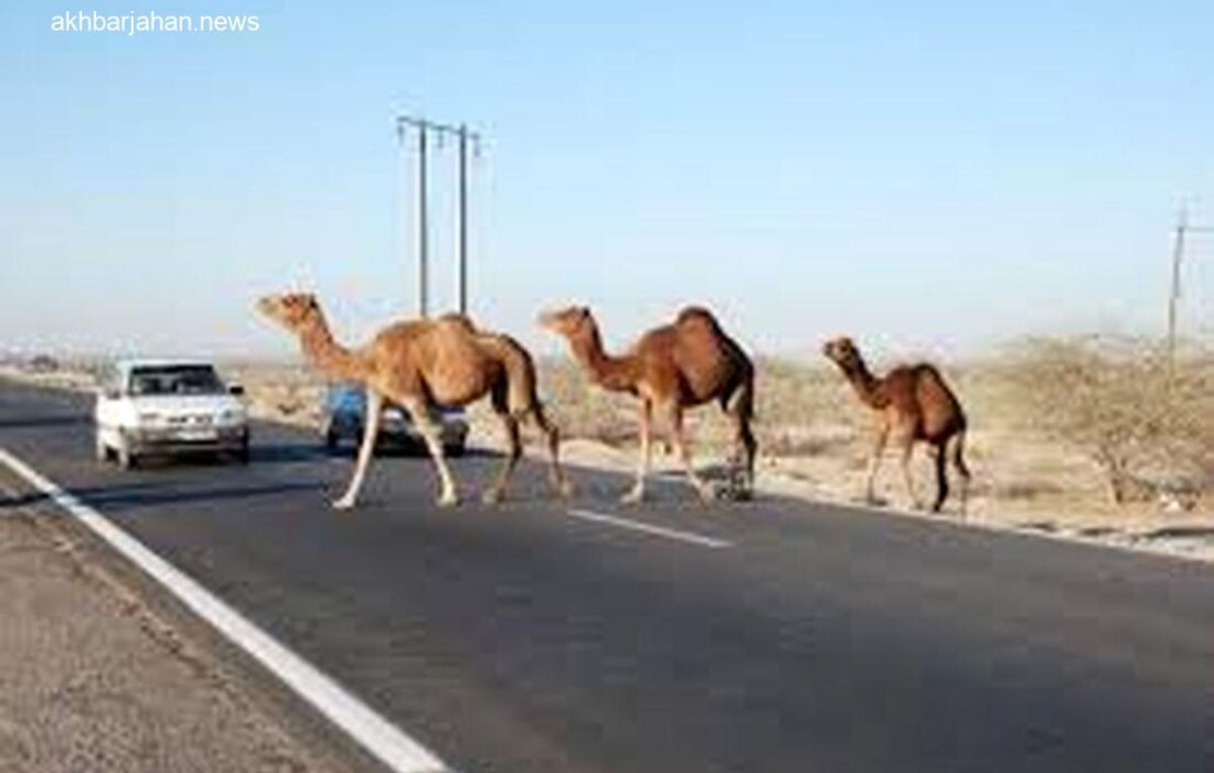 شترهای رهاشده، دومین عامل مرگ و میر در جاده‌های شرقی هرمزگان