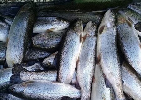 افزایش ۲.۵ برابری قیمت ماهی قزل‌آلا در بازار