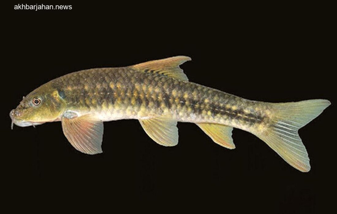 ثبت جهانی گونه جدید ماهی با نام خلیج فارس